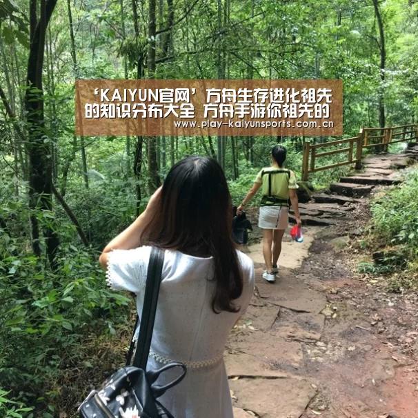 开云体育直播