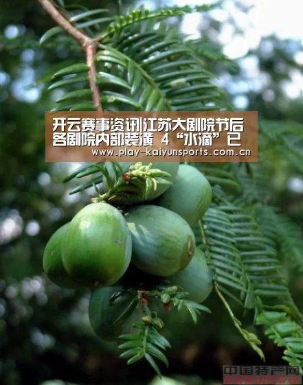 开云赛事资讯|江苏大剧院节后各剧院内部装潢 4“水滴”已全部